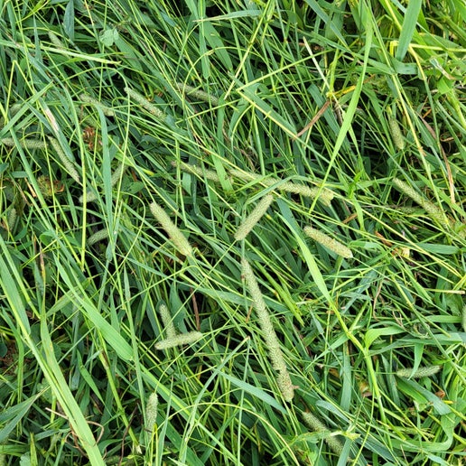 1st Cut Timothy (2025)