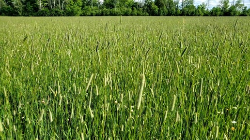 1st Cut Timothy (2025)