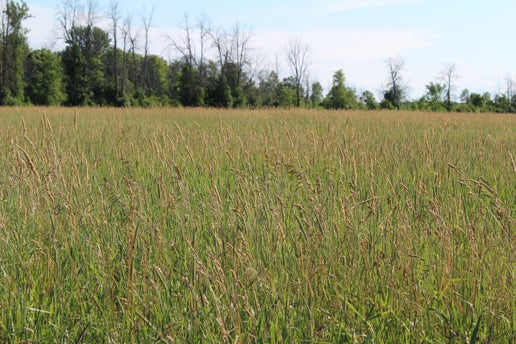 1st Cut Meadow Mix (2025)