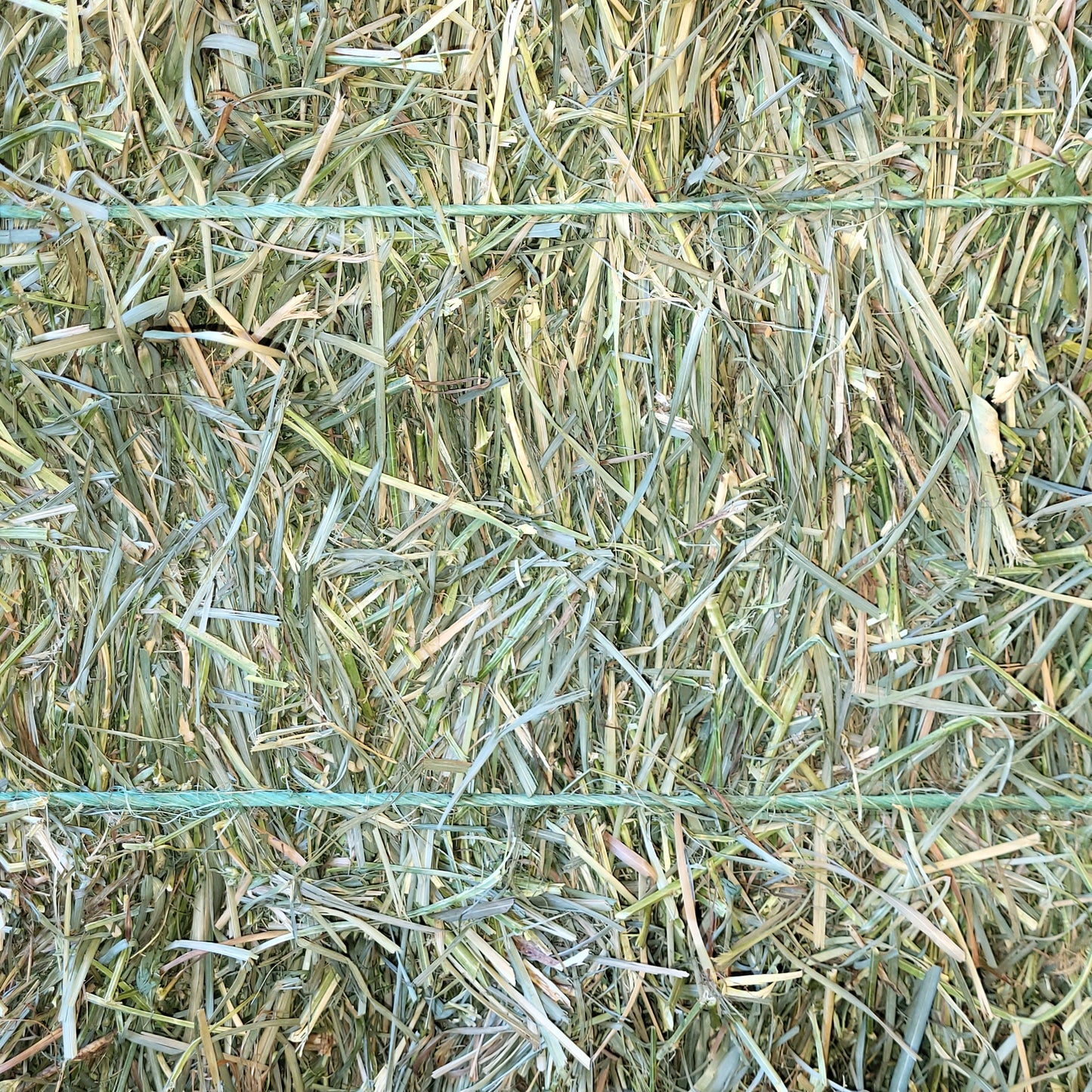Alfalfa Mix