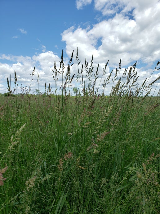 1st Cut Orchard Grass (2025)
