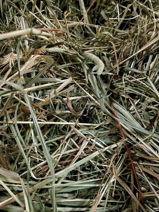 1st Cut Premium Blend (2025)