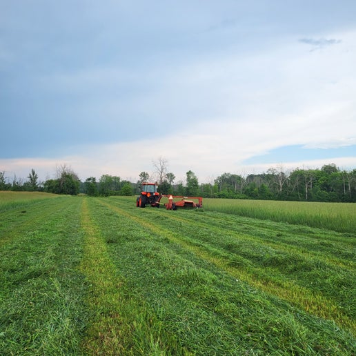 1st Cut Timothy (2025)