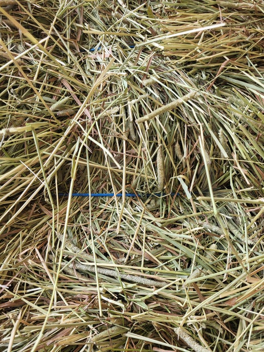 1st Cut Timothy (2025)