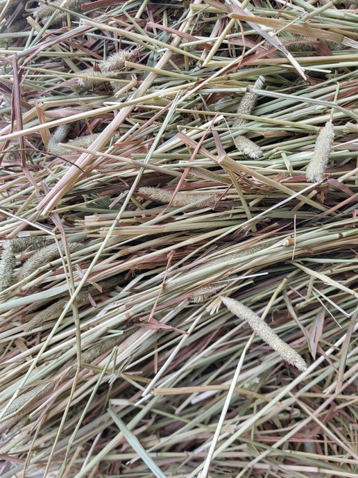 1st Cut Timothy (2025)