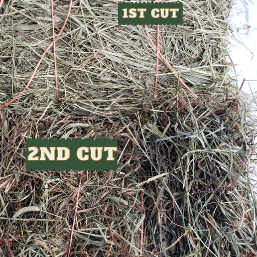 2nd Cut Orchardgrass (2024)