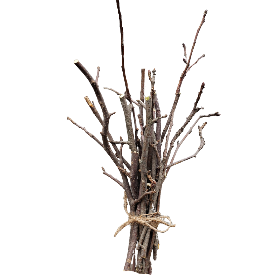 Apple wood Twigs And Sticks