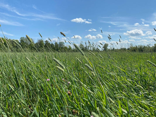 2nd Cut Timothy/Meadow (2025)