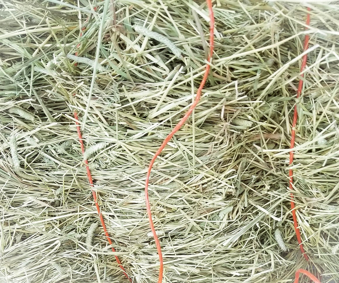 1st Cut Timothy (2025)