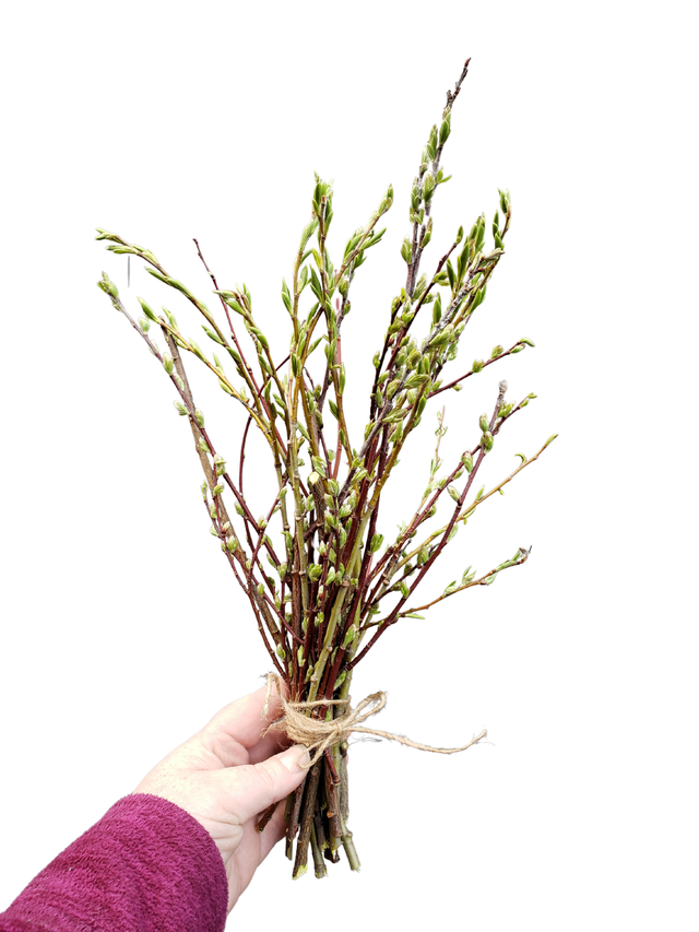 Willow Twigs and Sticks