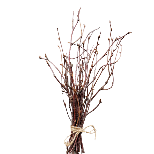 Birch Top Twigs And Sticks