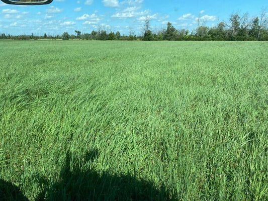 2nd Cut Orchardgrass (2024)